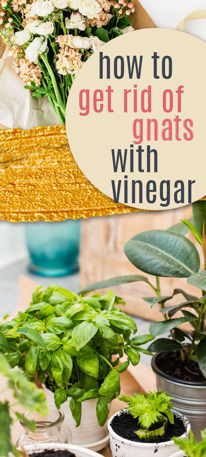 Pest Control Guide : How To Get Rid Of Mosquitoes From Plants缩略图